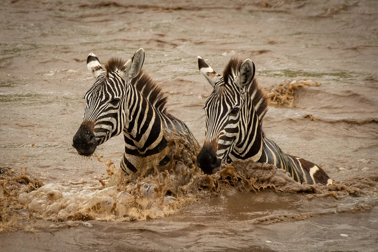 Zebras no Safari Luxury no Cottar’s 1920s Camp